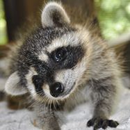 How To Repel Raccoons | Raccoon Repellent | Havahart®