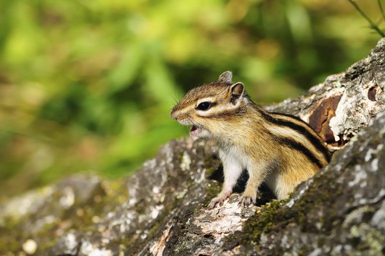 The Chipmunks You Don’t Want to Hear Sing