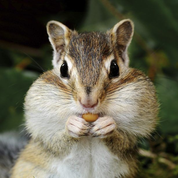 The Chipmunks You Don’t Want to Hear Sing