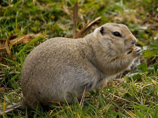 Is Your Yard An Animal Attractant