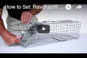 Medium 1-Door Spring Loaded Trap | Havahart Traps®