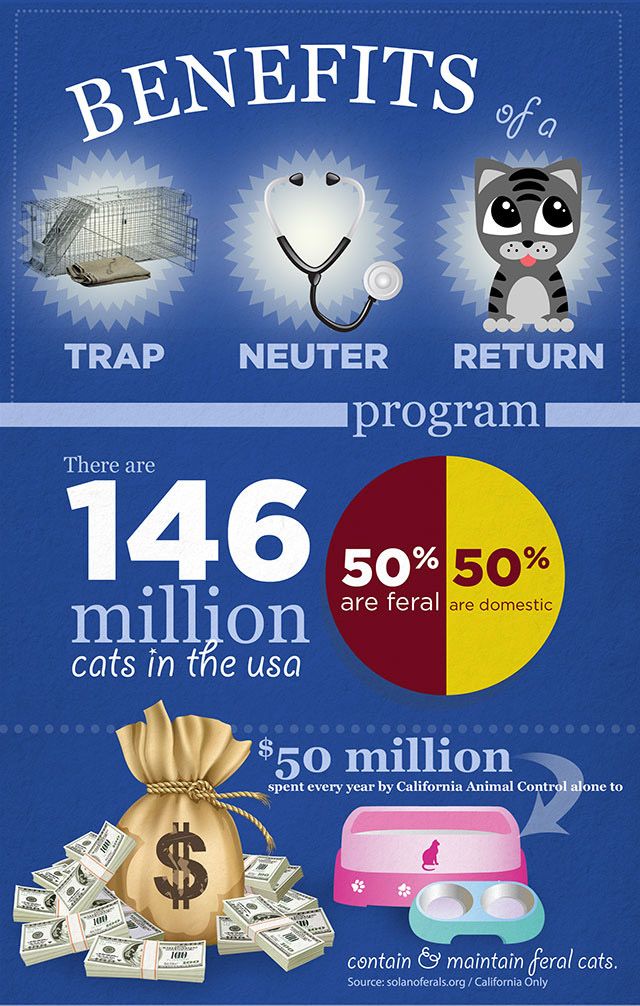 Benefits of Trap Neuter Return Programs, part 1