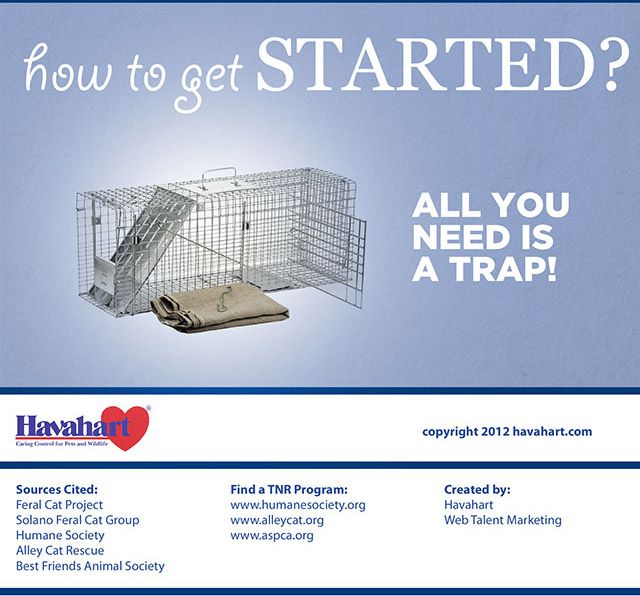 Benefits of Trap Neuter Return Programs, part 5