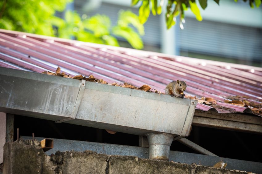 animal gutter squirrel roof hear perched stuck animals