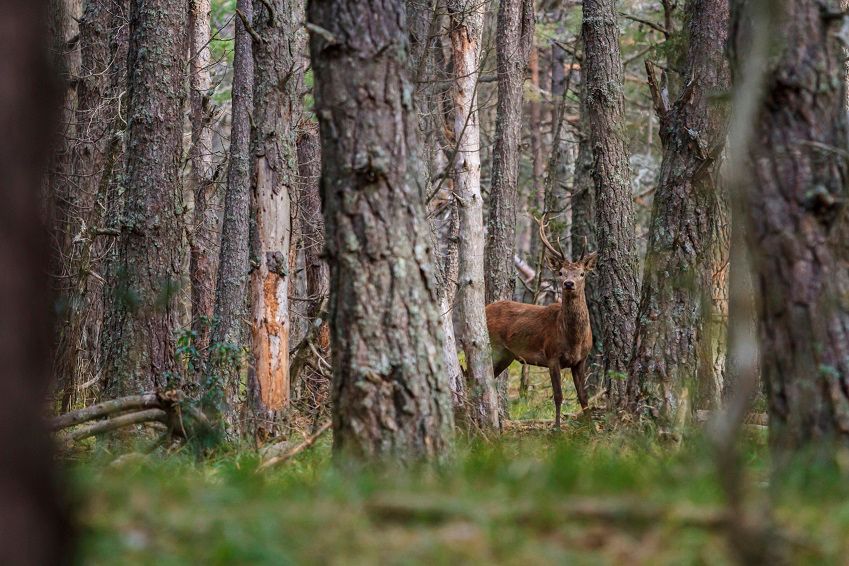 Why Do Deer Rub Trees?