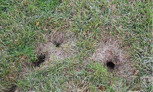 Solution Finder - Outdoor - Damaging Yard - Turf