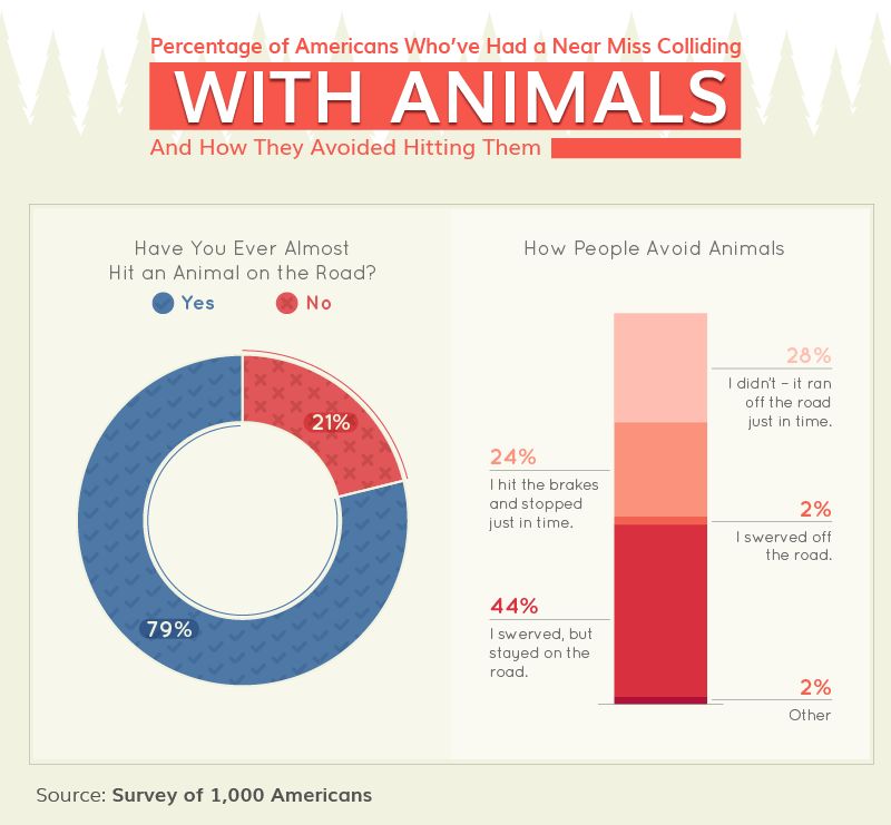 Wildlife On The Road | Collisions with Animals On the Road